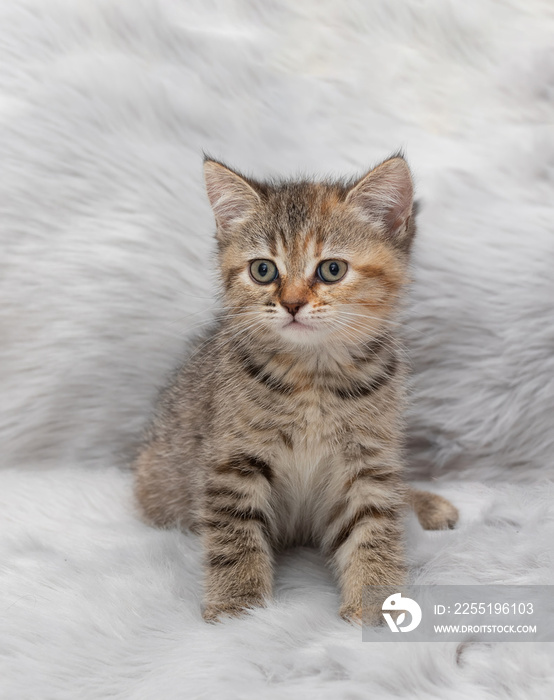 Small tabby kitten close up