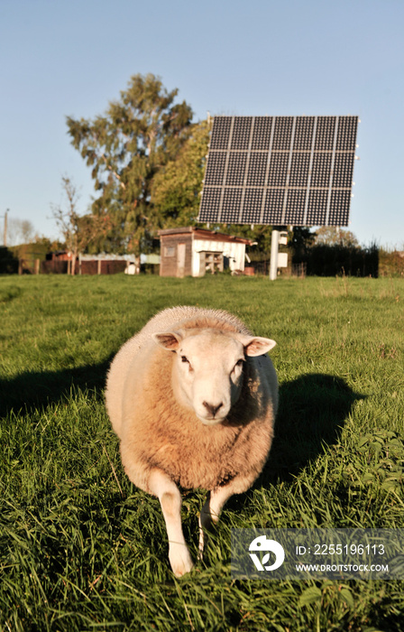 Solaire mouton environnement energie