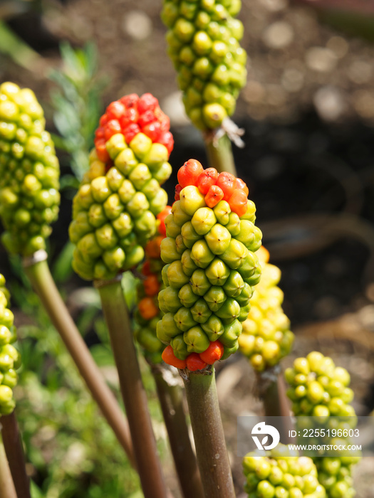 (Arum italicum) Italienische Aronstab als fruchtzierende Zierpflanze kultiviert und für seine dekorativen Blätter