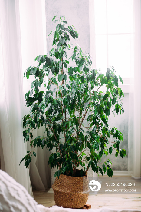 Ficus benjamin in a pot