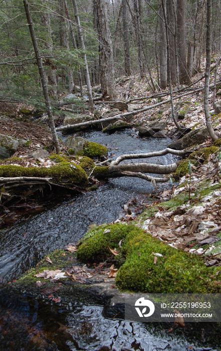 Creek in the forest in Arrowhead Park in Ontario in spring