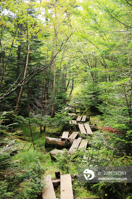 初秋の北八ヶ岳　白駒池の苔の森　