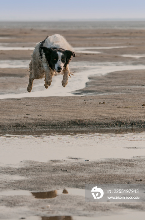 Chien Border Collie en liberté