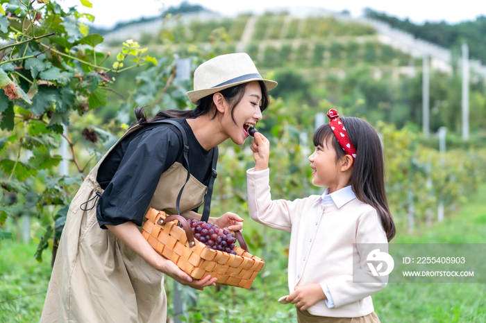 快乐的母女在果园采摘葡萄