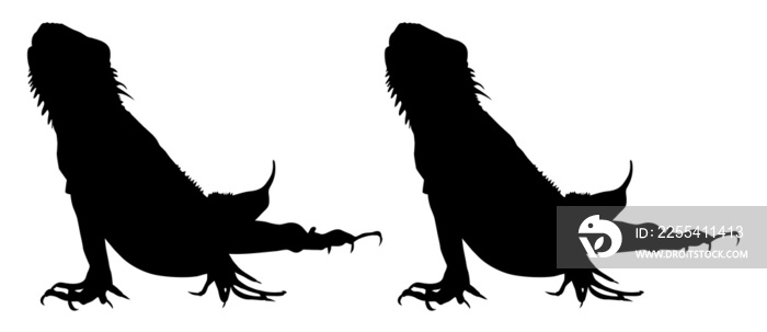 Silhouette of Iguana Reptiles (a genus of herbivorous lizards that are native to tropical areas of Mexico, Central America, South America, and the Caribbean). Format PNG