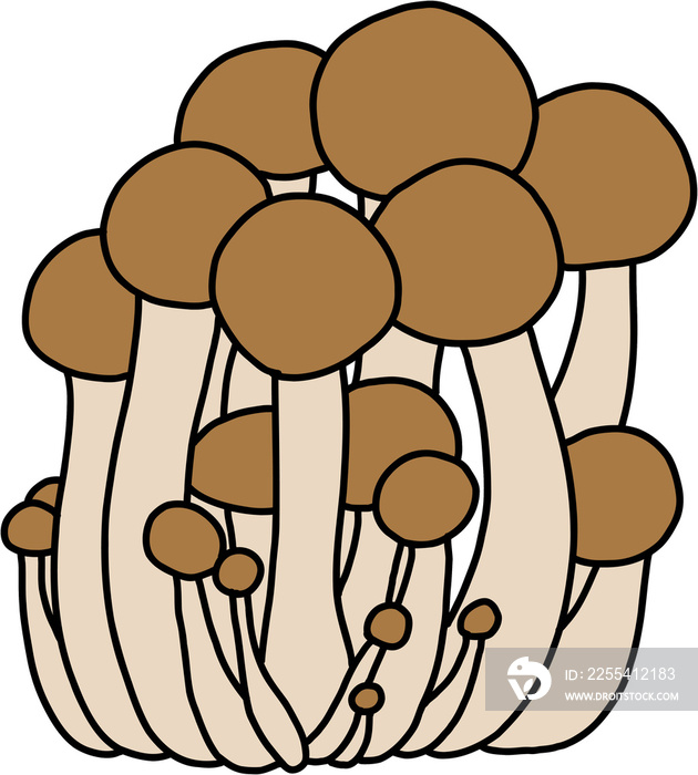 doodle freehand sketch drawing of beech mushroom vegetable.