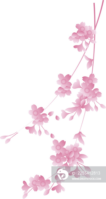 Japanese retro traditional style botanic garden plant pink sakura cherry blossom flower