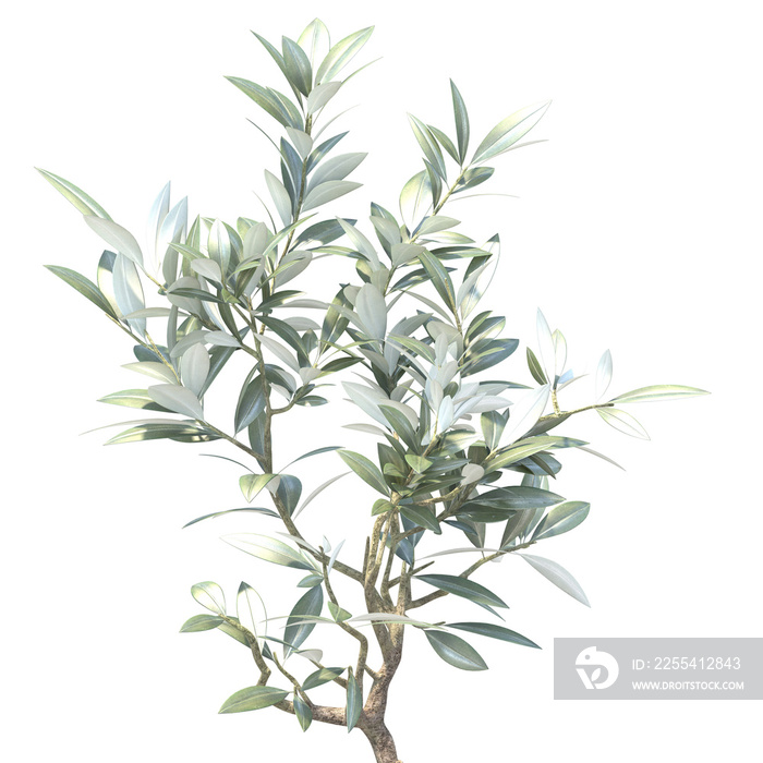 olive branch isolated