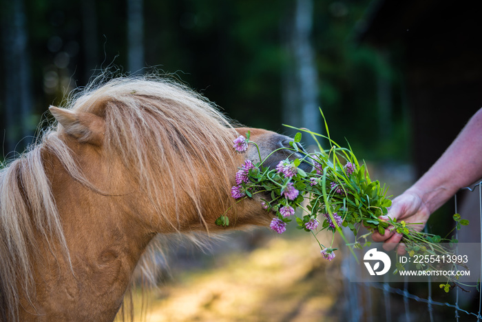 Small Shetland horse eating clover from a hand