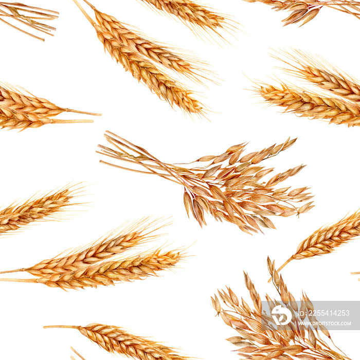 Hand-drawn watercolor illustration of wheat and oats in an seamless pattern.