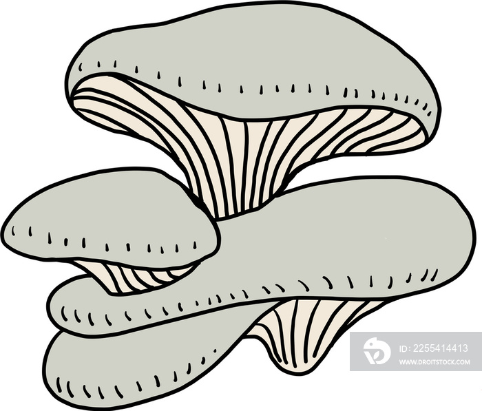 doodle freehand sketch drawing of oyster mushroom vegetable.