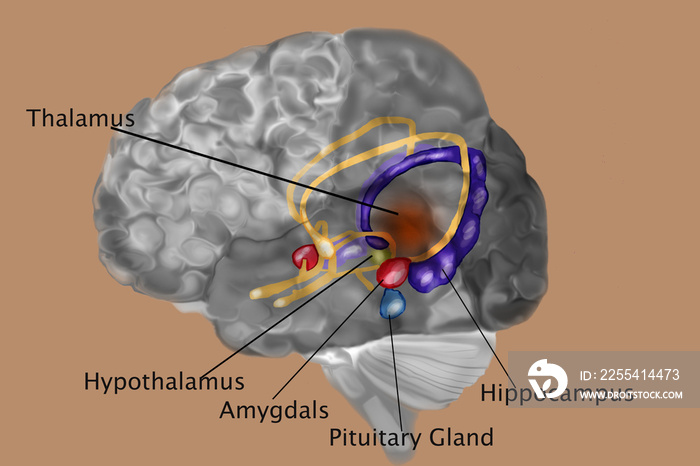 Human Brain With Labels