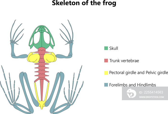 Skeleton of the frog.