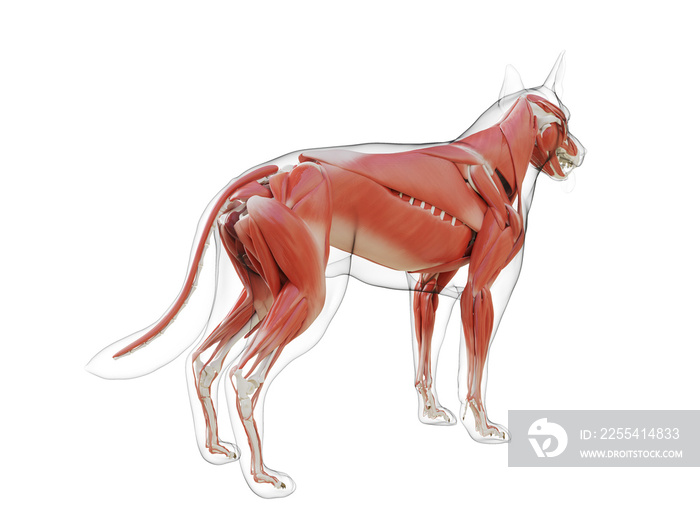 3d rendered medically accurate illustration of the dogs muscle system