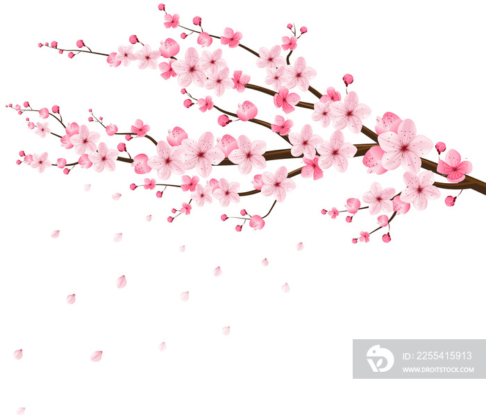 sakura cherry blossom