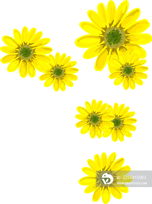 Yellow flowers isolated. Realistic flowers. Chrysanthemums, gerriers