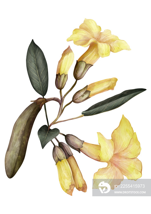 Yellow Tabebuia flower botanical drawing