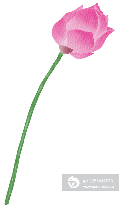 Pink lotus flower watercolor