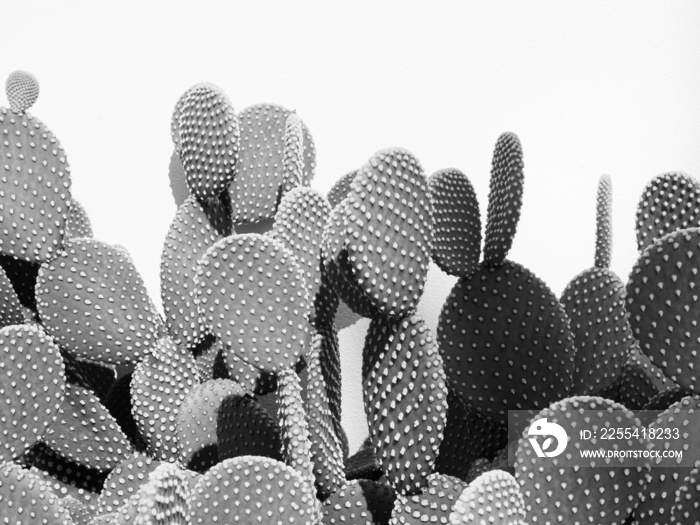 Black and white cactus photo of Opuntia microdasys