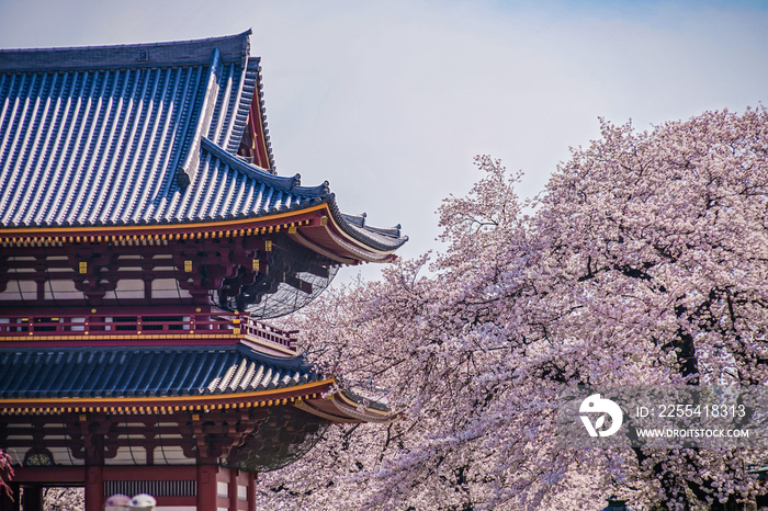 池上本門寺の満開の桜