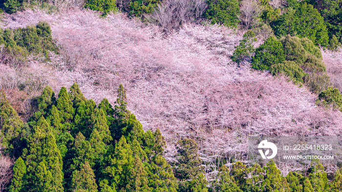 七越峯の桜群