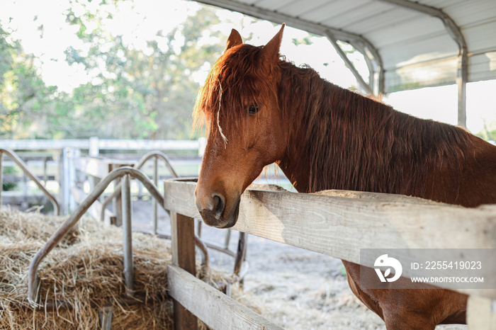 Brown hoarse in a stall in Kissimmee Florida near Orlando