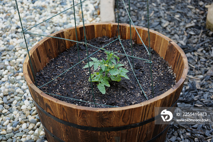 Tomato plant with cage planted in wine barrel