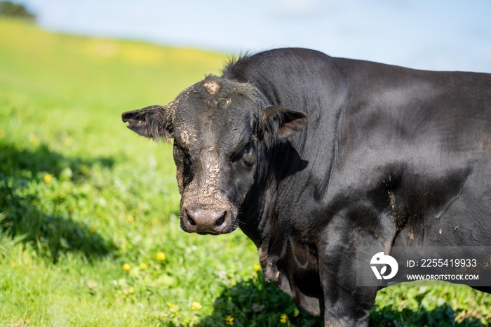 cows and cattle stud organic and regenerative agriculture