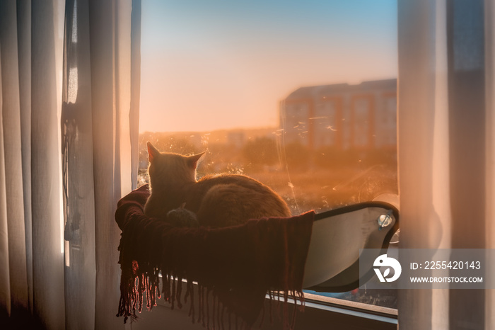 gato atigrado acostado en una hamaca pegada a la ventana, contempla la puesta de sol