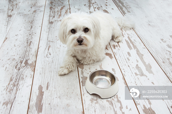 Maltese dog waiting for eat with a empty bowl lying down on vintage parquet.