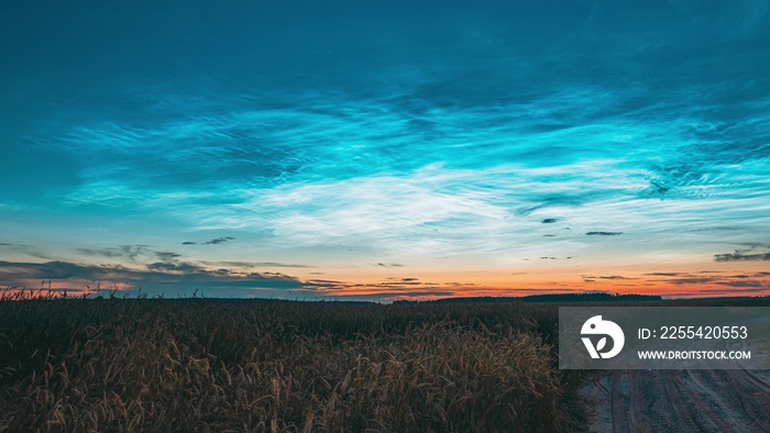 4K Night Starry Sky With Glowing Stars Above Countryside Landscape With Country Road And Wheat Fields. Noctilucent Clouds Above Rural Wheat Field In Summer. Summertime. TimeLapse