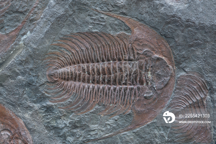 Fossilized footprint in stone of Trilobites, extinct big marine arthropods.