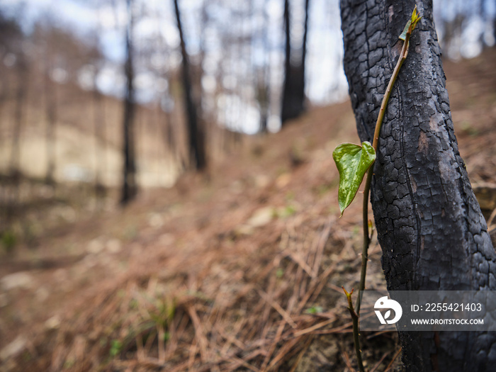 image of a forest after a fire