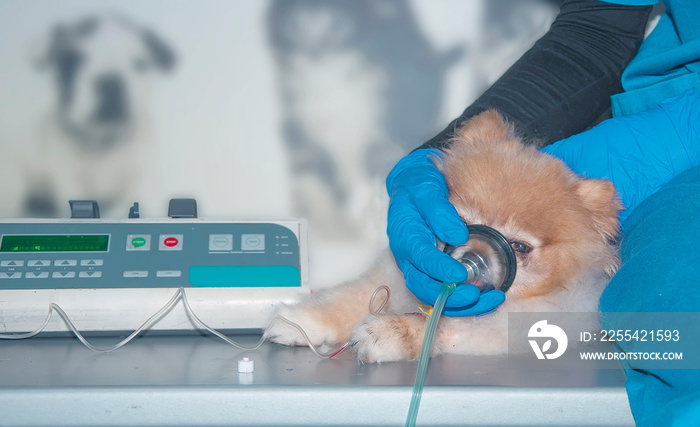 The doctor uses an oxygen mask and vascular catheter to rescue the dog