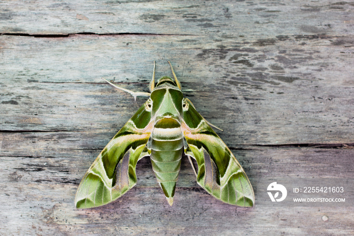 The Oleandar Hawk Moth or army green moth, is a moth of the family Sphingidae perched on a wooden floor.