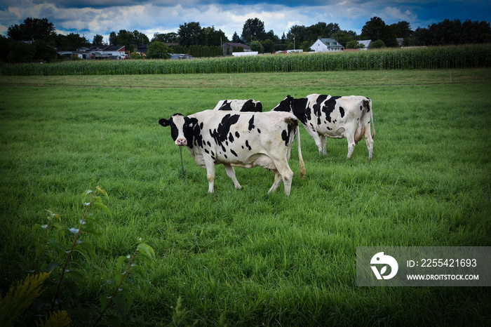 Vache laitière paisible dans un champ de ferme - Symbole de la vie agricole