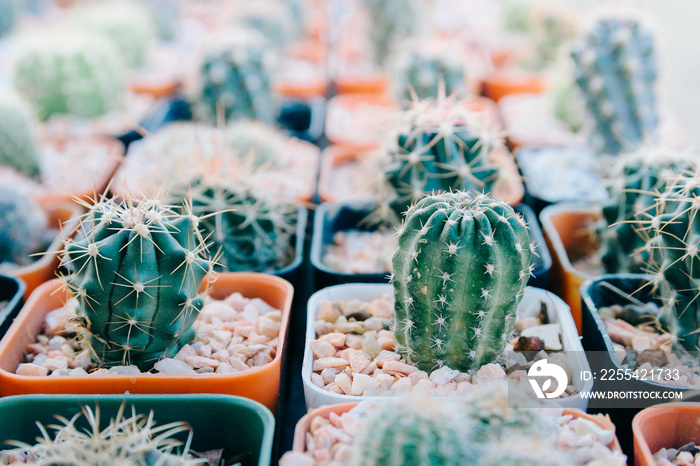 closeup small cactus plant in flower pots.