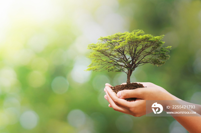 hand holding tree on blur green nature background. concept eco earth day