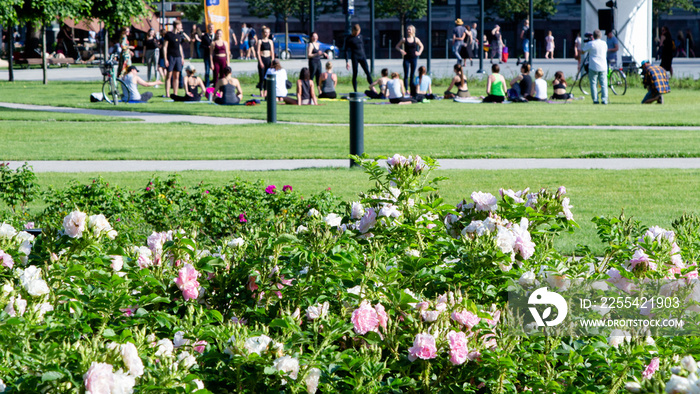 The central square of the city  City dwellers relax on the lawns City park beautiful trees and flowers Relaxation in the sun and yoga People on the streets Vilnius Walkways and green lawns in the city