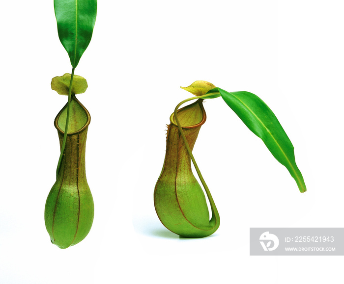 Nepenthes ’Miranda’ Pitcherplant Isolated on White Background