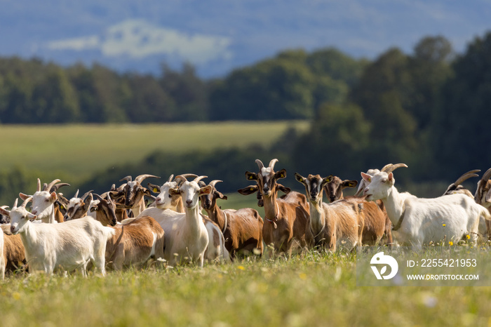 A herd of goats graze on a mountain meadow. Widlife