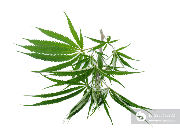 Fresh Medical marijuana isolated on white background