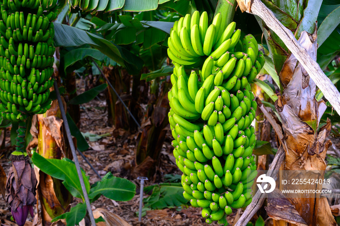 Plantations with  different cultvars of bananas plants on La Palma island, Canary, Spain