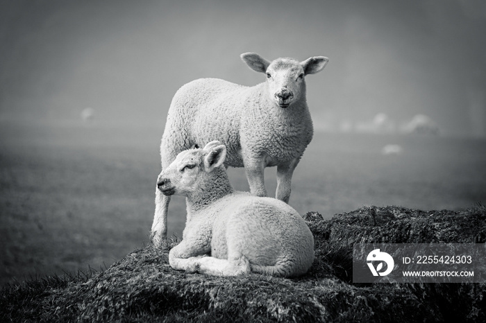 Two lambs on sitting on a tree stump one standing misty day one looking at the camera