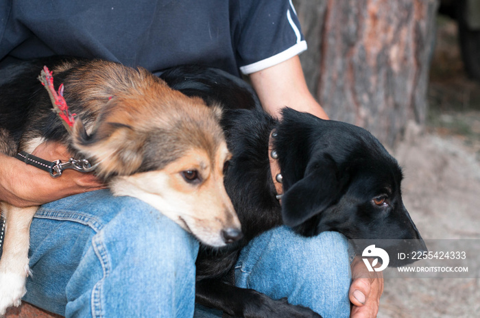 cropped view of man sittting and holding two dogs snuggled up to each other in forest