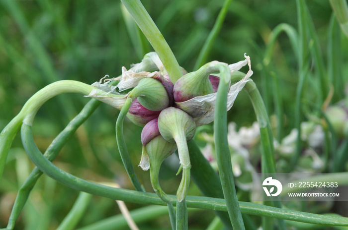 Multi-tiered onion (Allium proliferum) with air bulbs