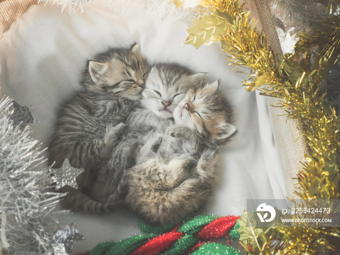 Cute tabby kittens sleeping and hugging in a basket on christmas day