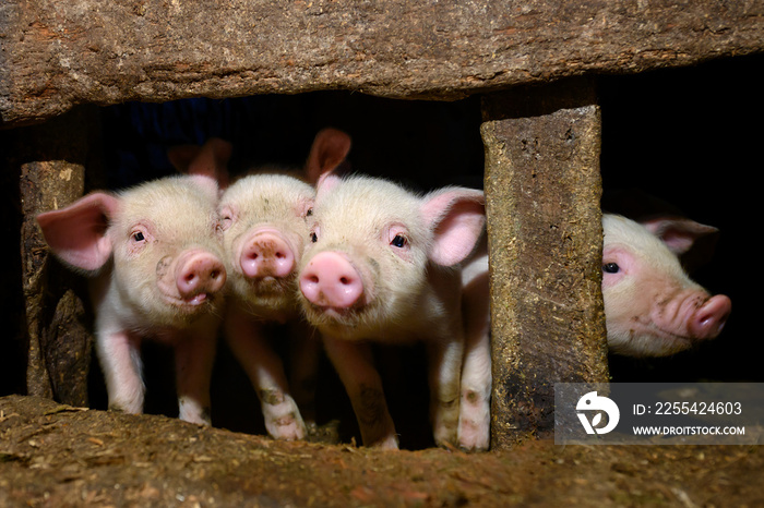 Young dirt piglet are feeding on farms pig. Pigs portrait