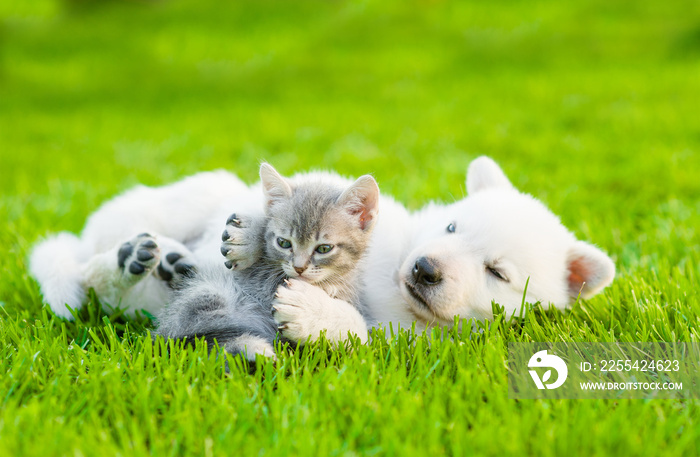 White Swiss Shepherd`s puppy playing with tiny kitten on green grass