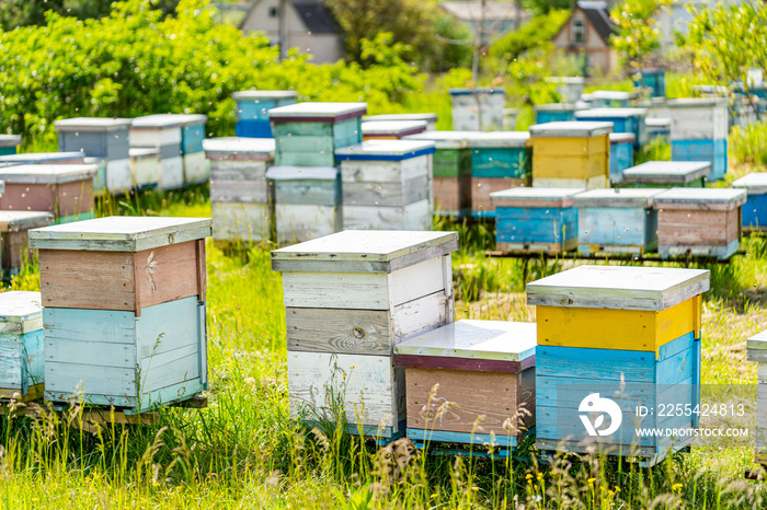 Beekeeping farming with natural honey. Group of honeycombs at field.